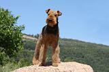 AIREDALE TERRIER 277
